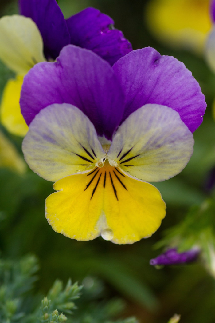 삼색제비꽃 - heartsease, Viola tricolor L.