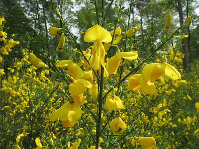 양골담초 사진 - Cytisus scoparius (L.) Link Photos