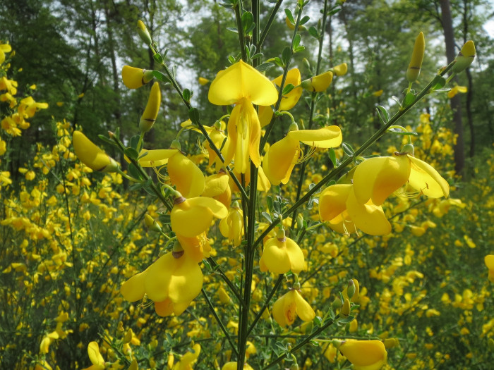 양골담초 - Cytisus scoparius (L.) Link