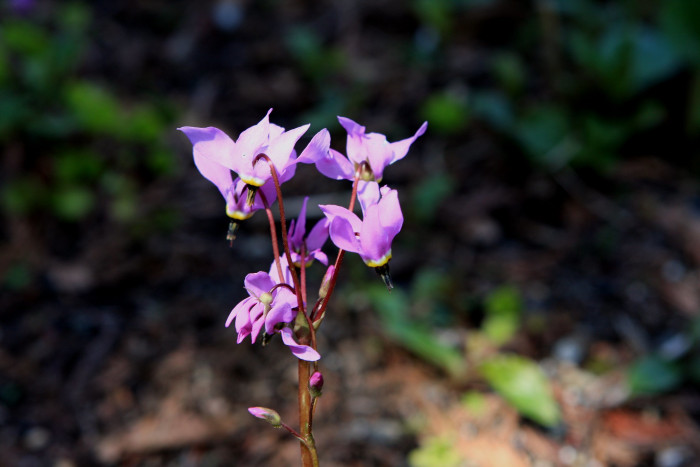 인디언앵초 - shooting star, American cowslip, mosquito bills, mad violets, sailor caps, Dodecatheon