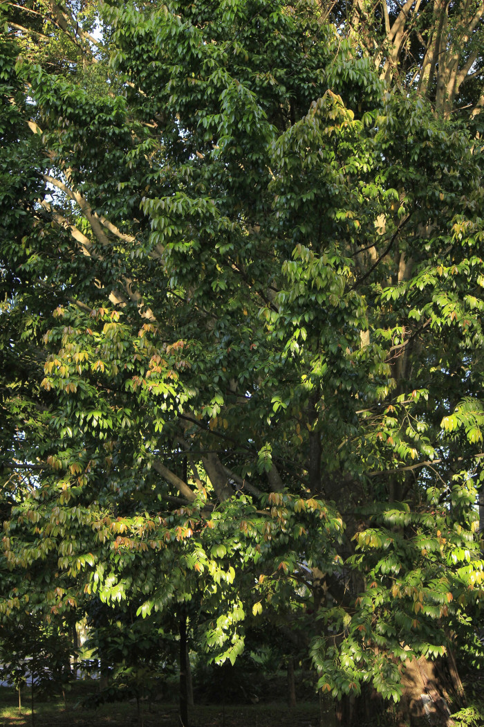 흑단나무 - Eboni Plant, Diospyros celebica Bakh.