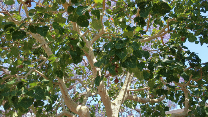 페티올라리스 - Petiolate fig, Rock fig, Ficus petiolaris