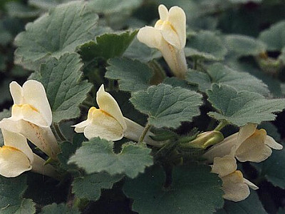 덩굴금어초 사진 - Asarina procumbens Mill. Photos