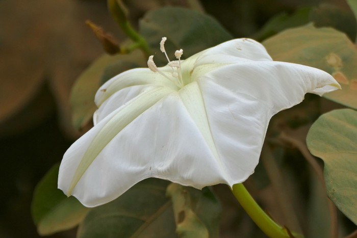 밤나팔꽃 - Moonflower, Ipomoea alba L.