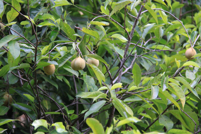 육두구 - Nutmeg, Mace, Muscadier, Nutmeg fruit, Myristica fragrans