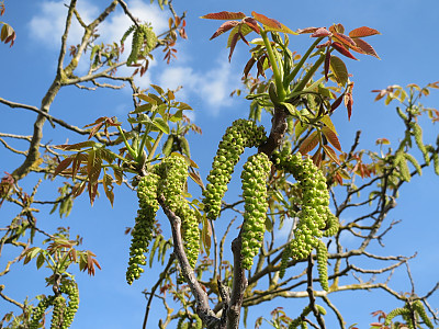 호도나무 사진 - Juglans regia L. Photos