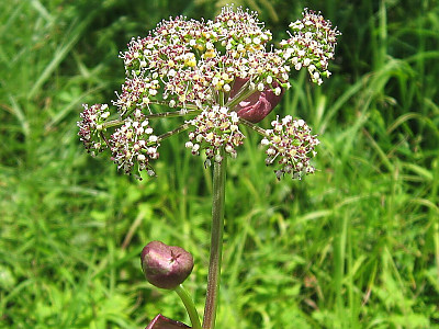 바디나물 사진 - Angelica decursiva (Miq.) Franch. & Sav. Photos