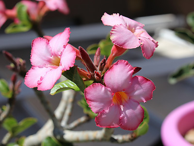 석화 사진 - Adenium Photos