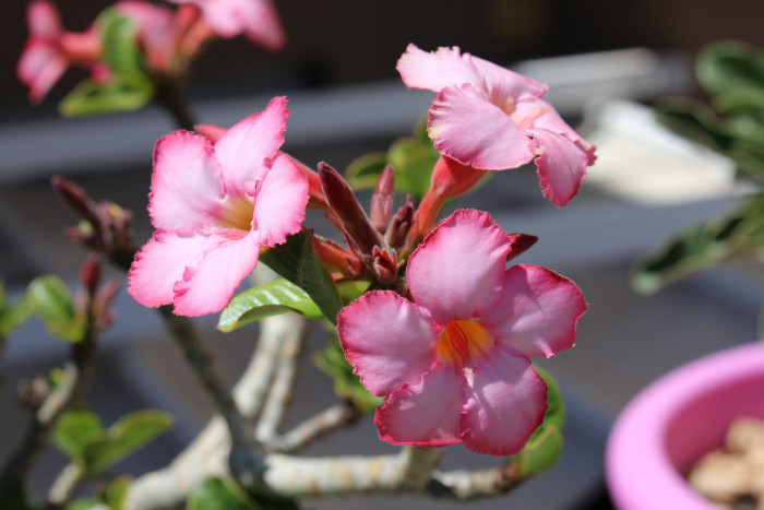 석화 - Adenium obesm, Adenium