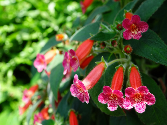 코레리아 - Manchu, Kohleria spp.