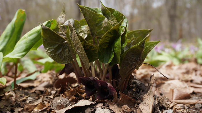 족두리풀 - Asarum sieboldii