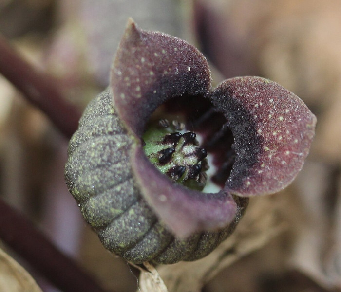 족두리풀 - Asarum sieboldii