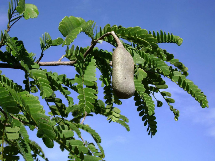 타마린드 - Tamarind, Asam Jawa, Tamarindo, Indian Date, Asam, Tamarindus indica