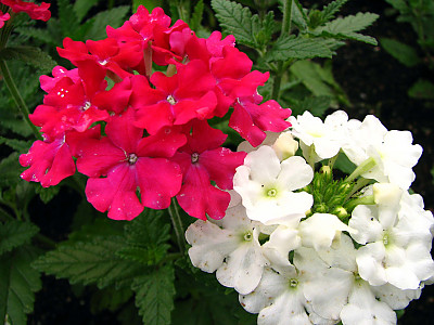 버베나 사진 - Verbena hybrida Photos