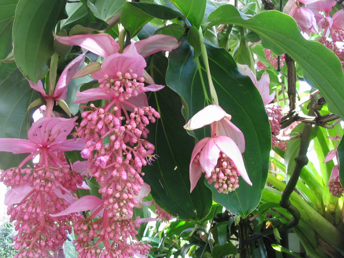 메디닐라 - Rose grape, Pink lantern, Medinilla Magnifica