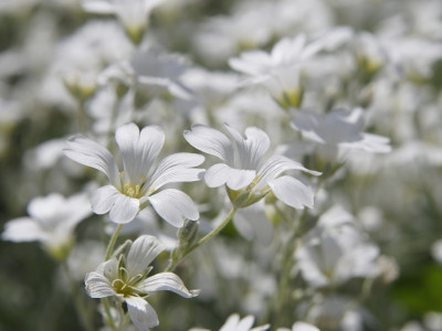 하설초 사진 - Cerastium tomentosum Photos