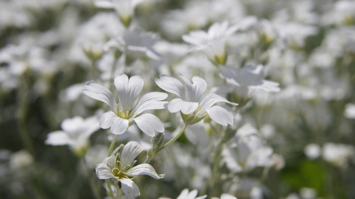 하설초 - Snow-in-Summer, Cerastium tomentosum