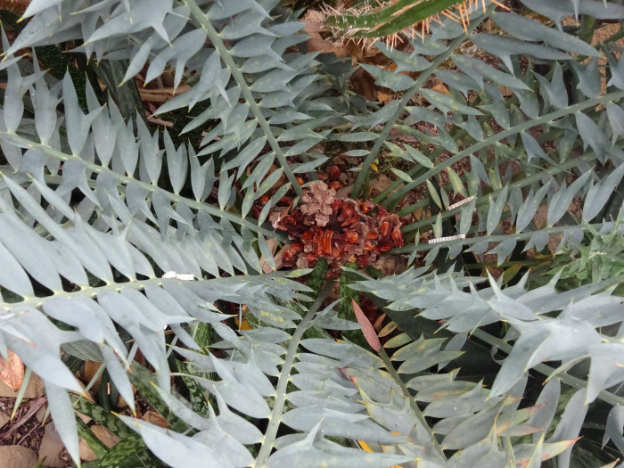 호리더스 소철 - Encephalartos horridus  