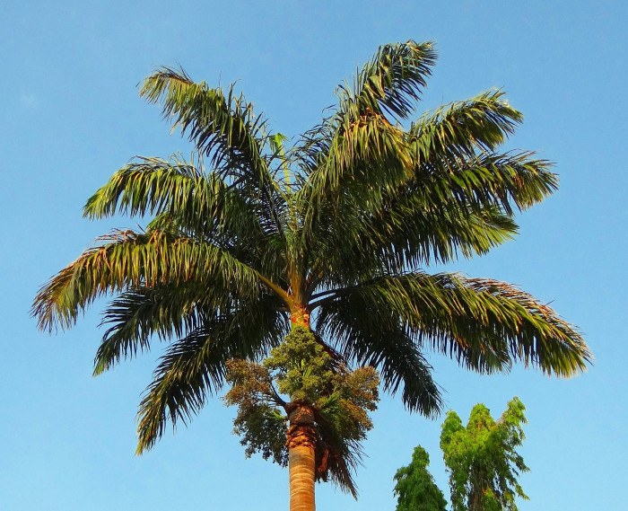대왕야자 - Cuban royal palm, Florida royal palm, Roystonea regia