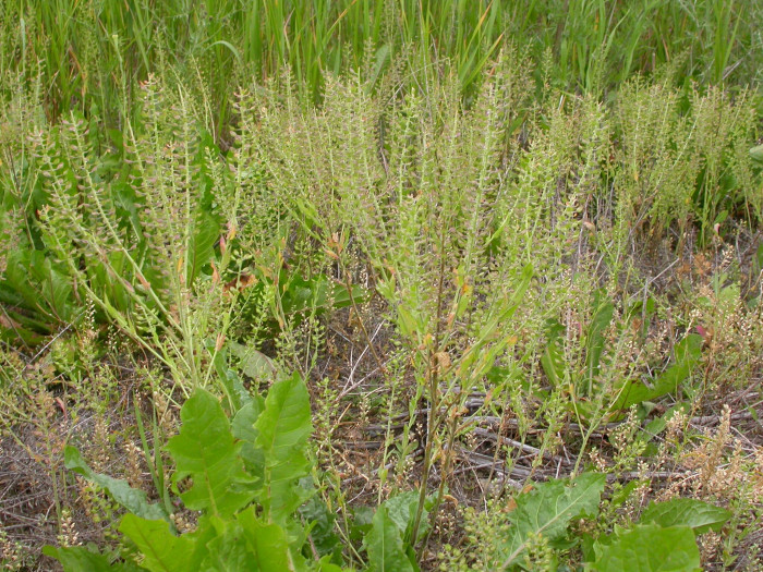 들다닥냉이 - Lepidium campestre R.Br.