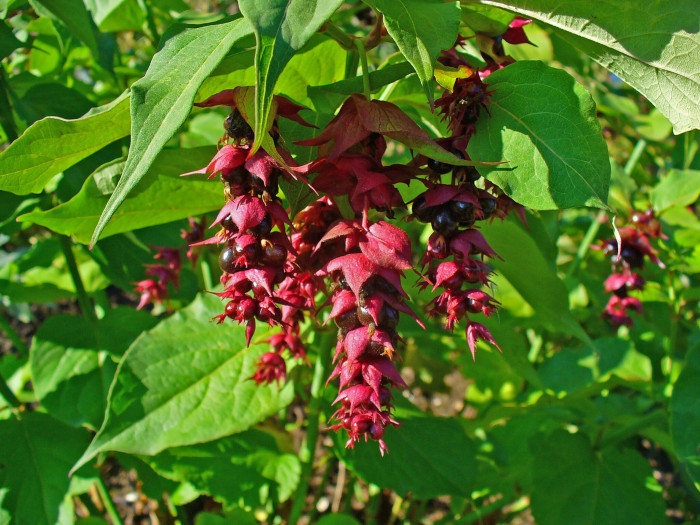 매엽죽 - Leycesteria formosa