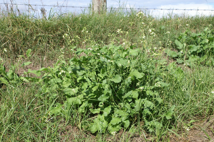 서양무아재비 - Sativus, Raphanus raphanistrum L.