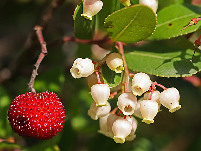 딸기나무 사진 - Arbutus unedo Photos