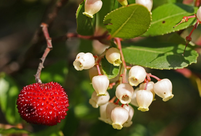 딸기나무 - Strawberry Tree, Arbutus unedo