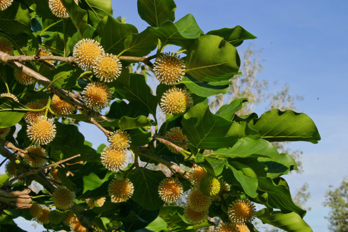 방칼 - Bangkal, Bur tree, canary wood, Leichhardt pine, yellow cheesewood, Nauclea orientalis