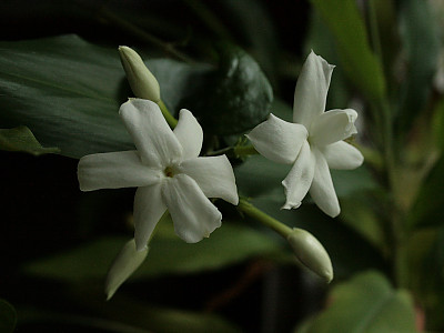 아라비안 자스민 사진 - Jasminum sambac (L.) Aiton Photos