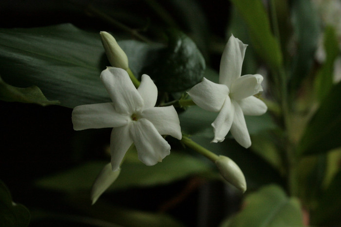 아라비안 자스민 - Arabian Jasmine, sambac-flowering, Jasminum sambac (L.) Aiton
