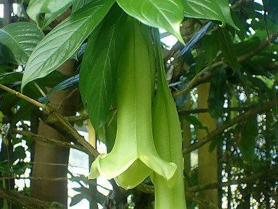 캄파니타 크리올라 사진 - Cubanola domingensis (syn. Portlandia domingensis) Photos