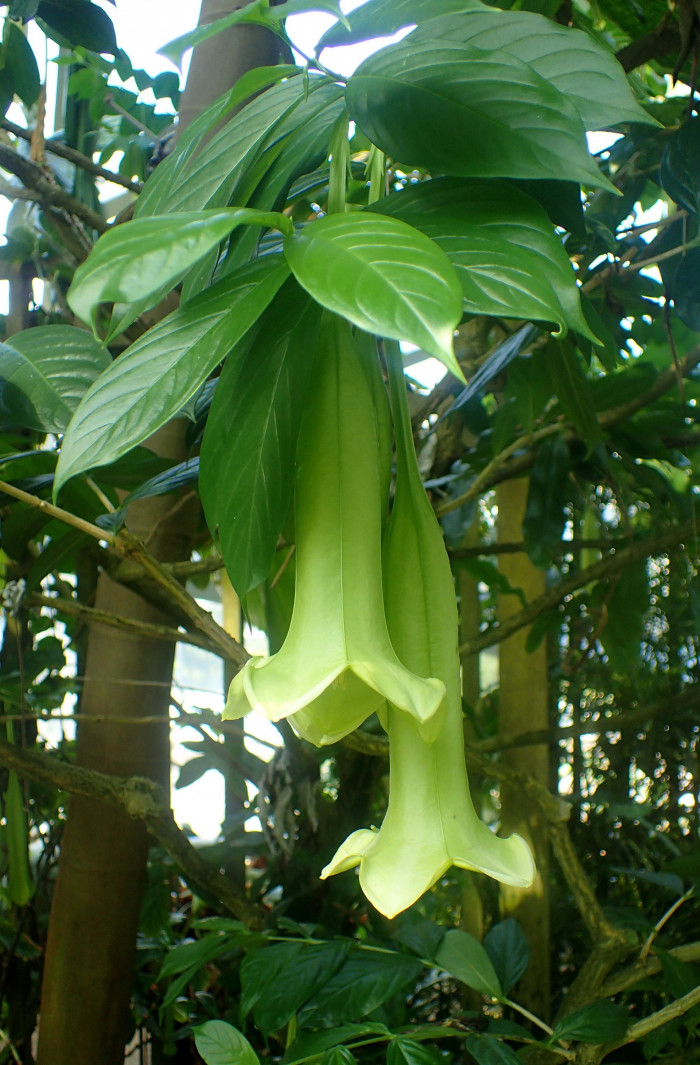 캄파니타 크리올라 - campanita, campanita criolla, Cubanola domingensis (syn. Portlandia domingensis)