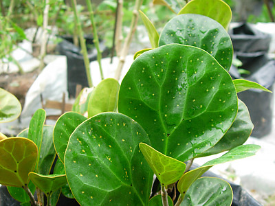 휘커스 델토이데아 사진 - Ficus deltoidea Photos