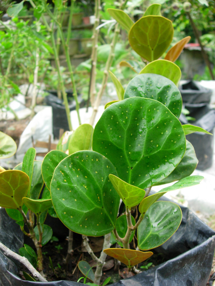 휘커스 델토이데아 - Ficus deltoidea, Ficus deltoidea