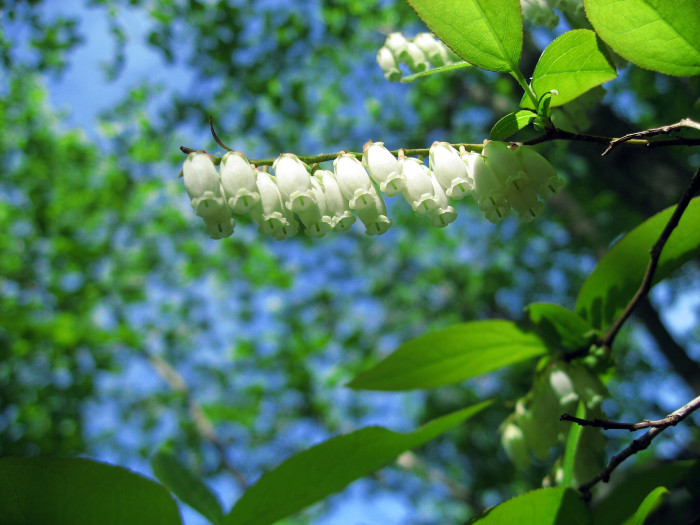 옥시덴드론 - Sourwood, Sorrel tree, Oxydendrum arboreum