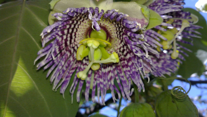 그라나딜라 - Sweet Granadilla, Passiflora ligularis
