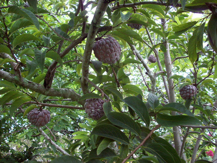슈가애플 - Annona Squamosa
