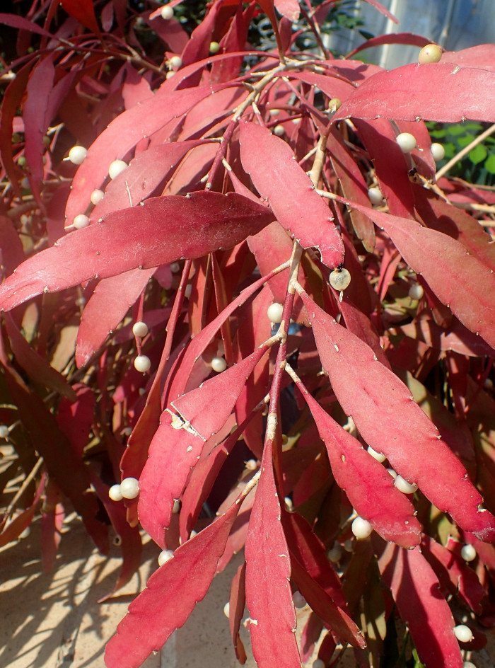 슈도립살리스 - Red mistletoe cactus, Pseudorhipsalis ramulosa