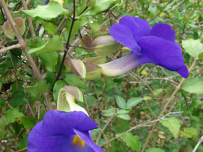 툰베르기아 베티스컴베이 사진 - Thunbergia battiscombei Photos