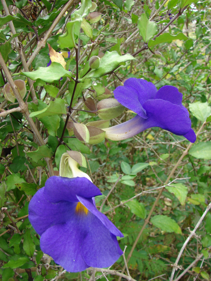 툰베르기아 베티스컴베이 - Blue Boy, Blue Glory, Clock Vine, Thunbergia battiscombei