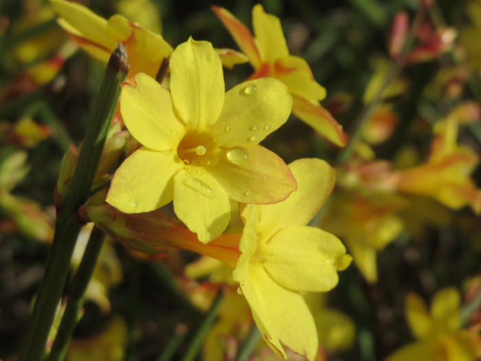 영춘화 - Jasminum nudiflorum Lindl.