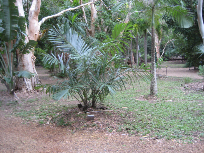 오스트렐리아 설탕야자  - Australian Sugar Palm, Arenga australasica