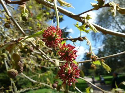 버즘나무 사진 - Platanus orientalis L. Photos