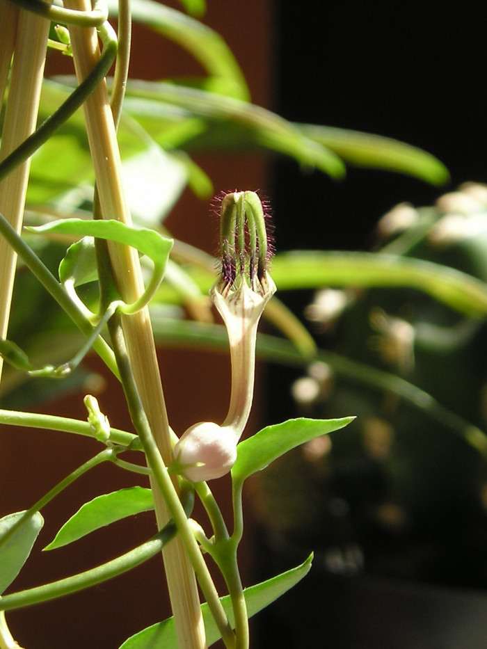 세로페지아 - dimorpha, Ceropegia