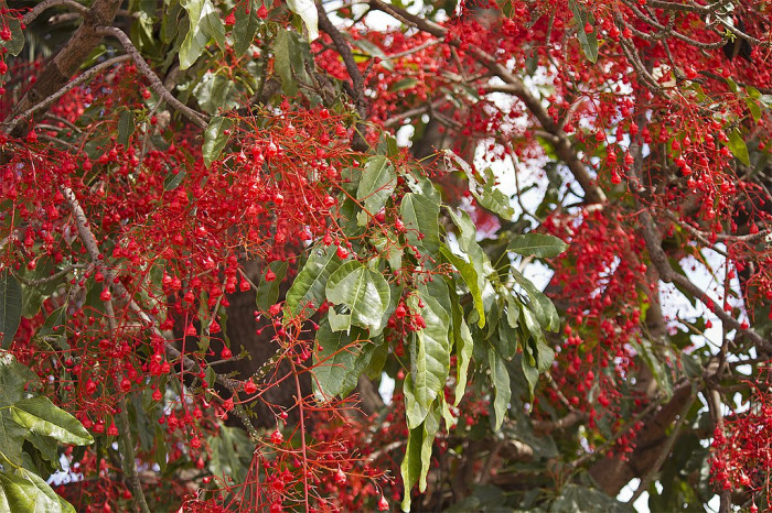 단풍잎병나무 - Brachychiton acerifolius