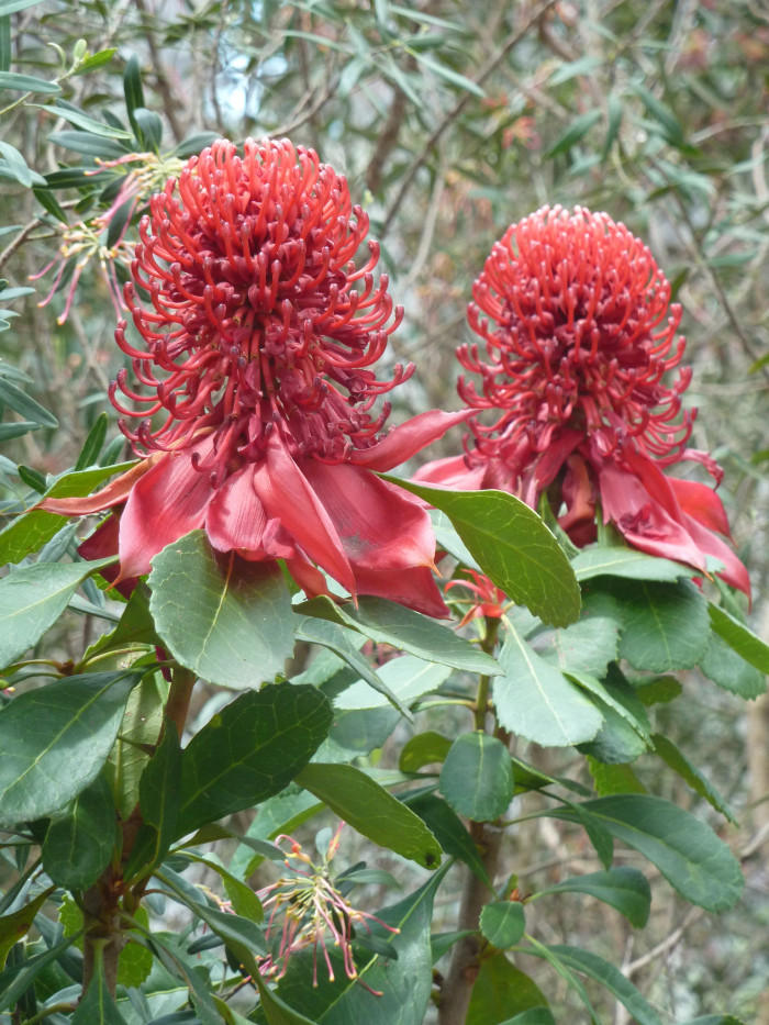 텔로피아 - Waratah, Telopea speciosissima