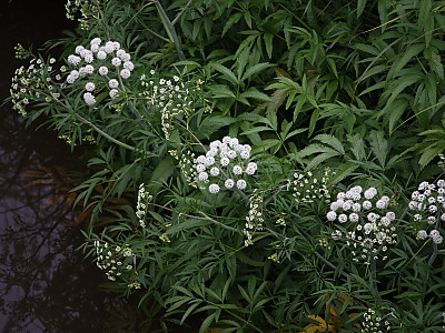 독미나리 사진 - Cicuta virosa L. Photos