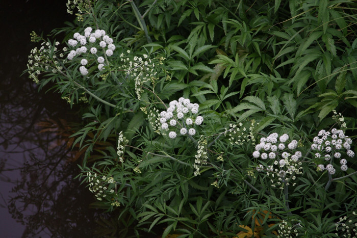 독미나리 - Djdjjdjdjdj, Cicuta virosa L.