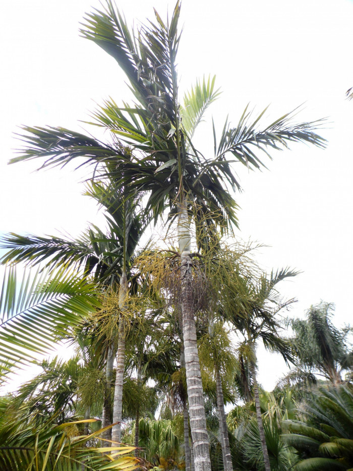 엘레강스야자 - Solitaire palm, Alexander Palm, Ptychosperma elegans blume.
